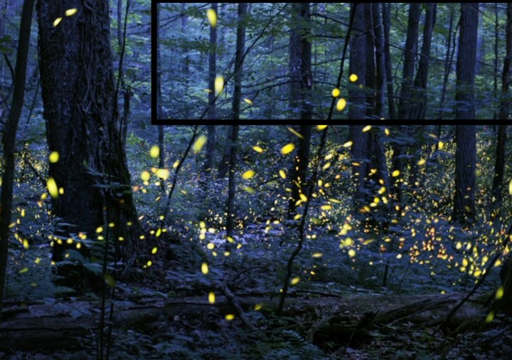 Night Fireflies